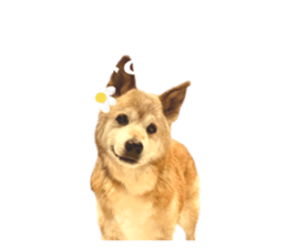 803766947