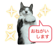 804272525