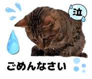 804286504