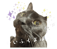 804375699