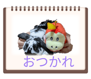 804527039