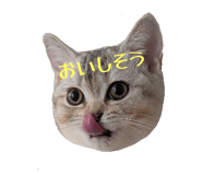 804554026