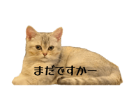 804554031