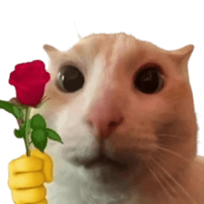 Silly Goofy Dip Catto รูปที่ 5