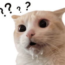 Silly Goofy Dip Catto รูปที่ 15