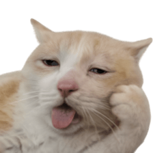 Silly Goofy Dip Catto รูปที่ 17