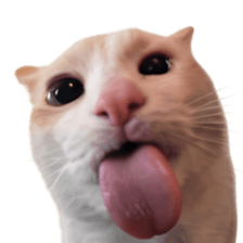 Silly Goofy Dip Catto รูปที่ 29