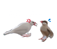 805054877