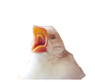 805054886