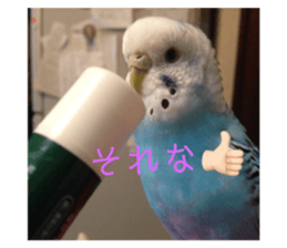 80506200