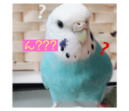 80506208