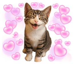 805186449