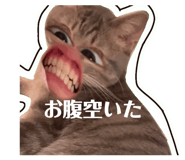 805375487