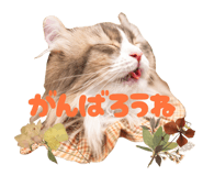 805884996