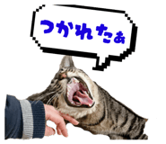 805910008