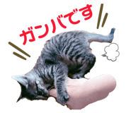 805910031