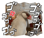 806050646