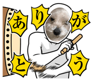 806317411