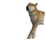 806387809