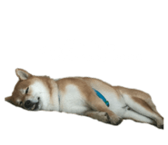 806387810