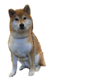 806387812