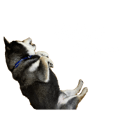 806387814