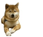 806387816