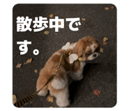 806397456