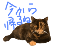 806464190