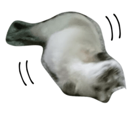 80667913