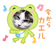 806699311