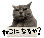 806889909