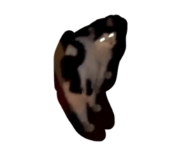 807046967