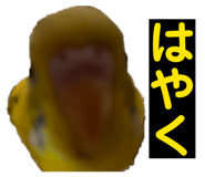 807252876