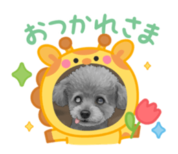 807411032