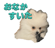 807431988