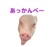 807502772
