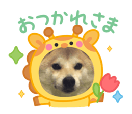807553971