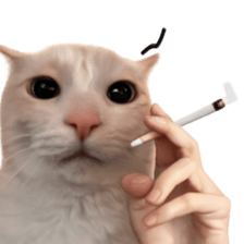 Silly Goofy Dip Catto V.2 รูปที่ 18