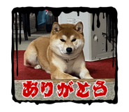 807814239