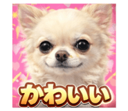 807995072