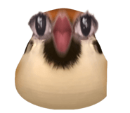 808124447