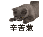808132065