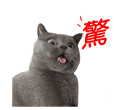 808132067