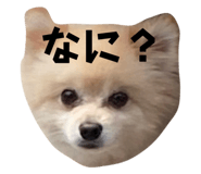 808260976