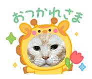 808343966