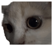 808388440
