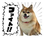 808391466