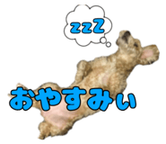 808427779
