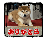 808487217